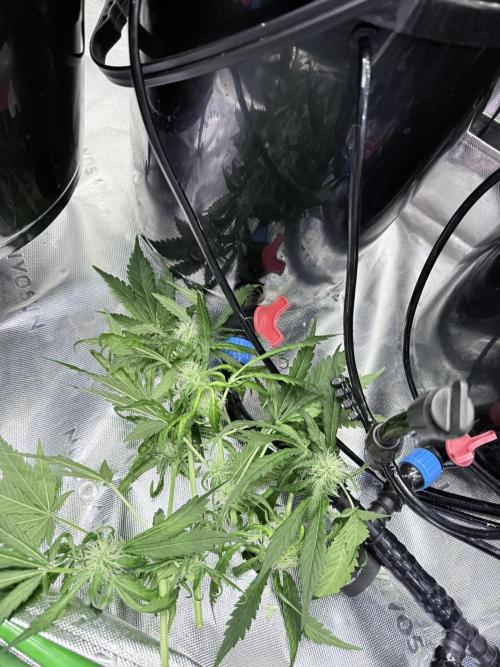 🥦 Sticky Broccoli  —  EGC 2026 🥦. Week 10