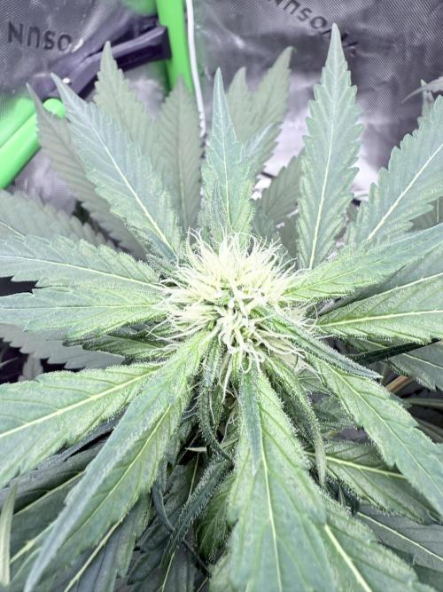 🥦 Sticky Broccoli  —  EGC 2026 🥦. Week 10