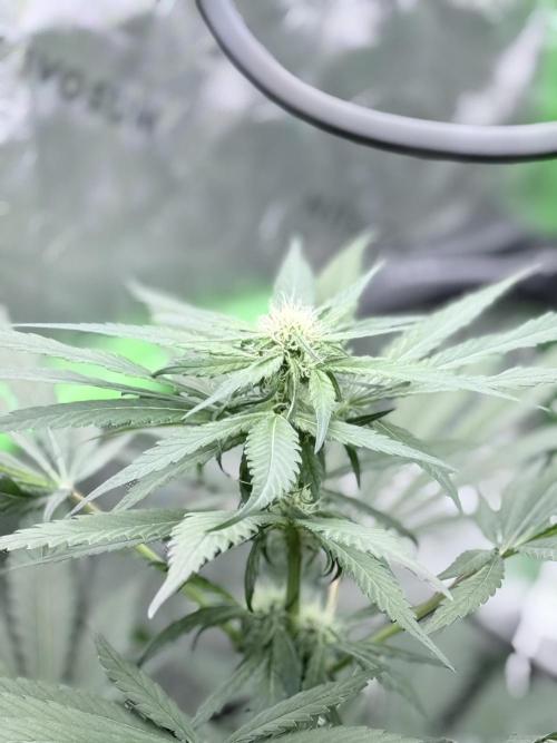 🥦 Sticky Broccoli  —  EGC 2026 🥦. Week 10