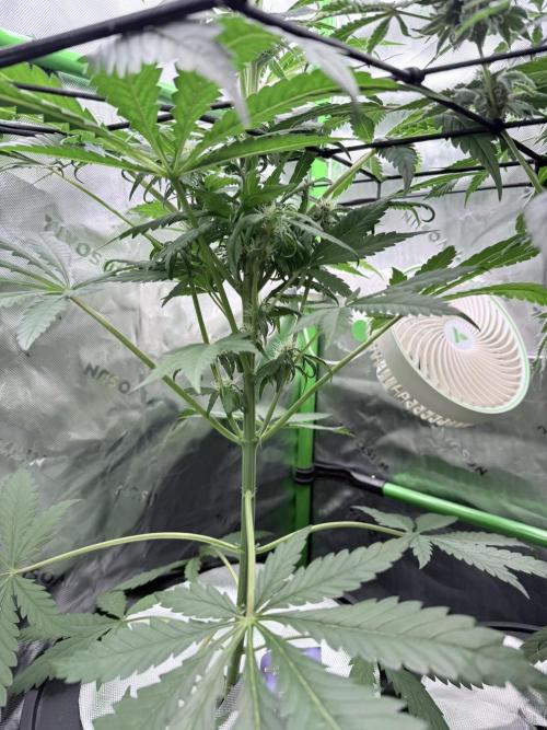🥦 Sticky Broccoli  —  EGC 2026 🥦. Week 10