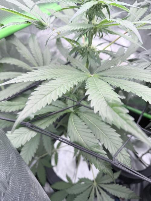 🥦 Sticky Broccoli  —  EGC 2026 🥦. Week 10