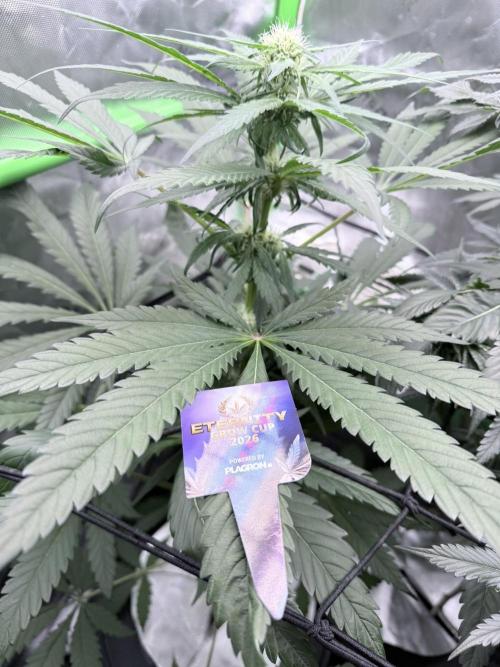 🥦 Sticky Broccoli  —  EGC 2026 🥦. Week 10