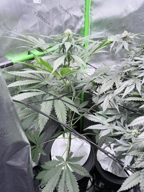 🥦 Sticky Broccoli  —  EGC 2026 🥦. Week 10