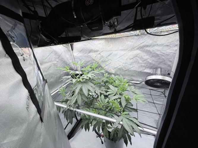 Legendary Larry (DOJA x Swamp Boys) #4. Week 2
