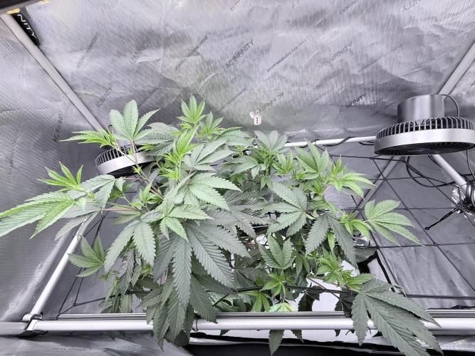Legendary Larry (DOJA x Swamp Boys) #4. Week 2