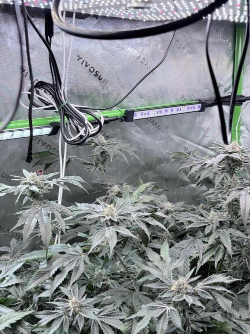 Legendary Larry (DOJA x Swamp Boys) #3. Week 8