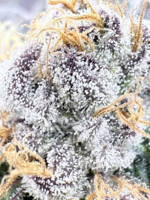 Legendary Larry (DOJA x Swamp Boys) #3. Week 8