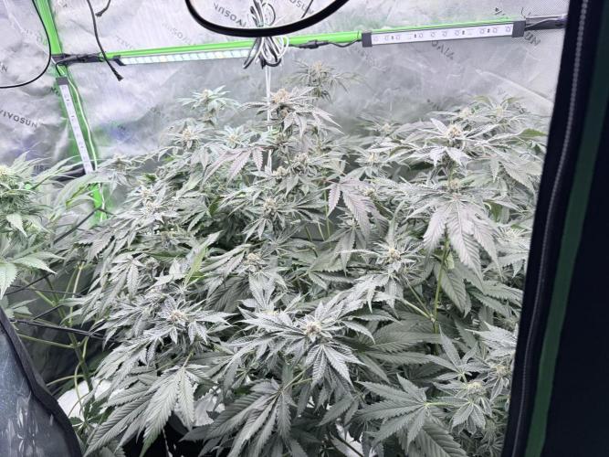 Legendary Larry (DOJA x Swamp Boys) #3. Week 8