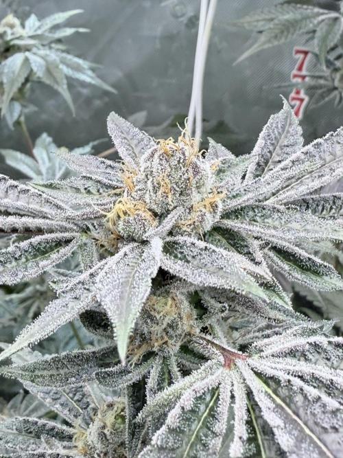Legendary Larry (DOJA x Swamp Boys) #3. Week 8