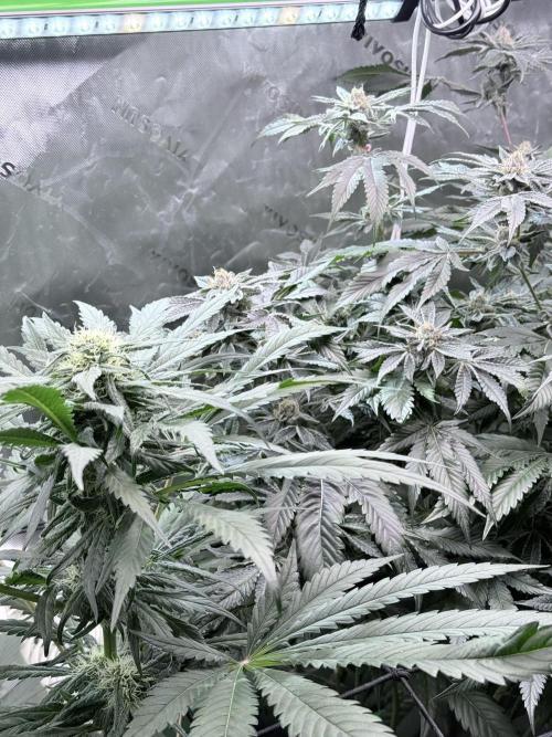 🥦 Sticky Broccoli  —  EGC 2026 🥦. Week 11