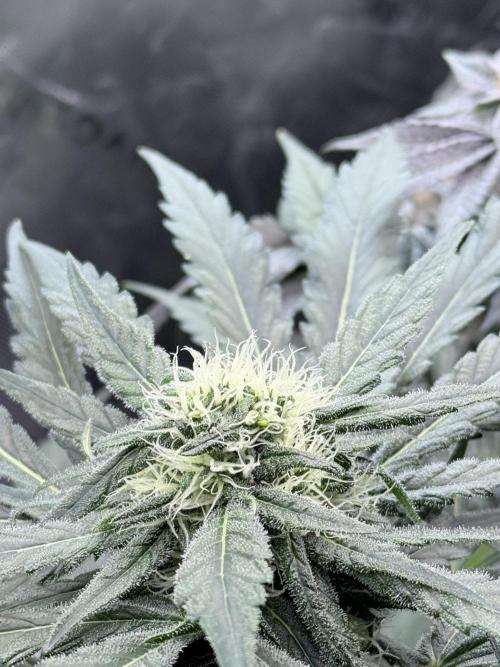 🥦 Sticky Broccoli  —  EGC 2026 🥦. Week 11