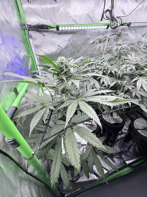 🥦 Sticky Broccoli  —  EGC 2026 🥦. Week 11