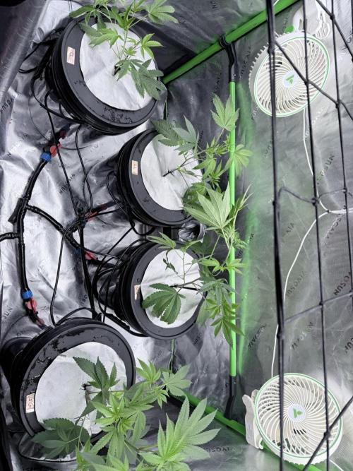 Grape Gas (Compound x Cannarado) #4. Week 1