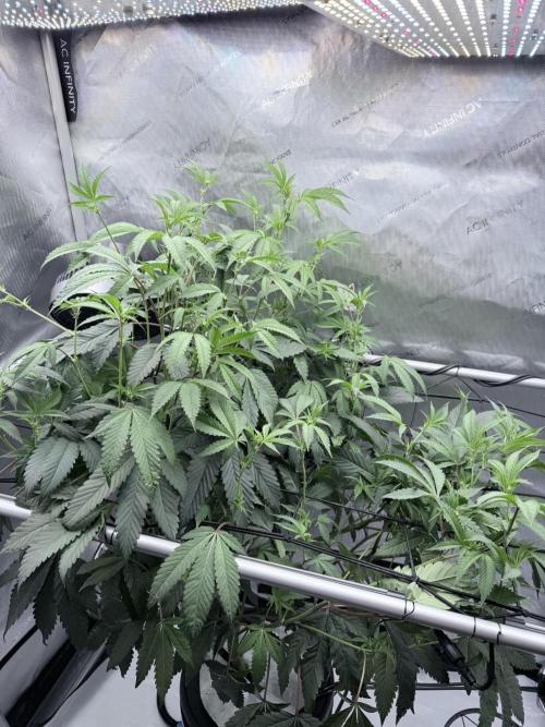 Legendary Larry (DOJA x Swamp Boys) #4. Week 3