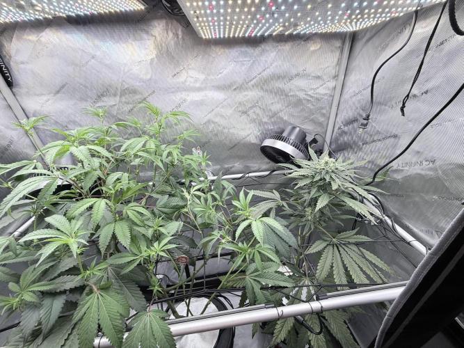 Legendary Larry (DOJA x Swamp Boys) #4. Week 3