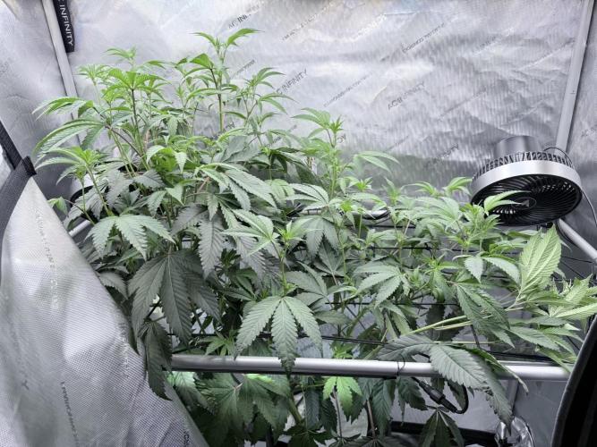 Legendary Larry (DOJA x Swamp Boys) #4. Week 3