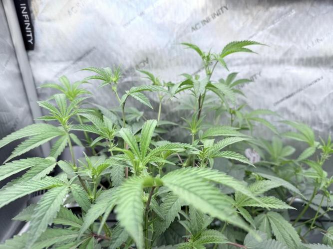 Legendary Larry (DOJA x Swamp Boys) #4. Week 3