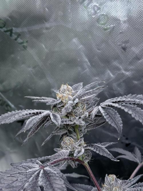 Legendary Larry (DOJA x Swamp Boys) #3. Week 9