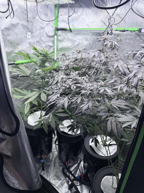 Legendary Larry (DOJA x Swamp Boys) #3. Week 9