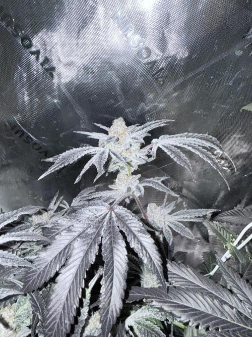 Legendary Larry (DOJA x Swamp Boys) #3. Week 9