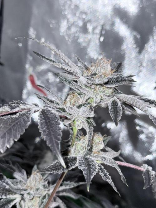 Legendary Larry (DOJA x Swamp Boys) #3. Week 9
