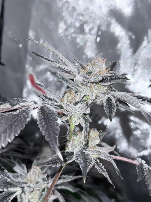 Legendary Larry (DOJA x Swamp Boys) #3. Week 9
