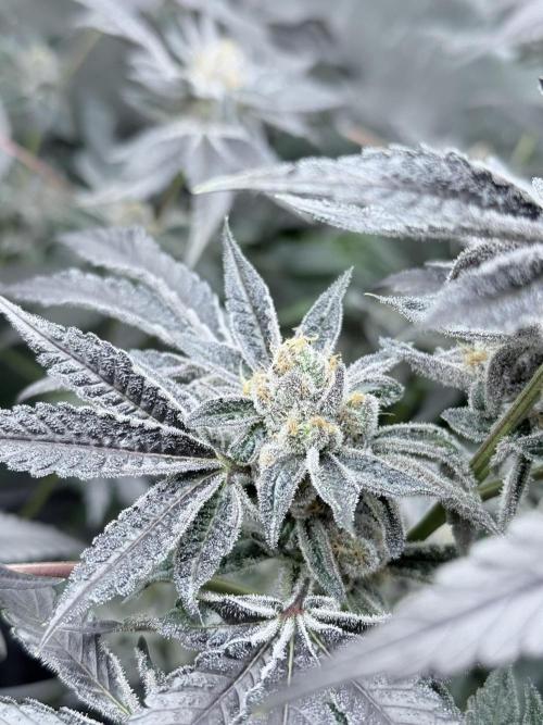 Legendary Larry (DOJA x Swamp Boys) #3. Week 9