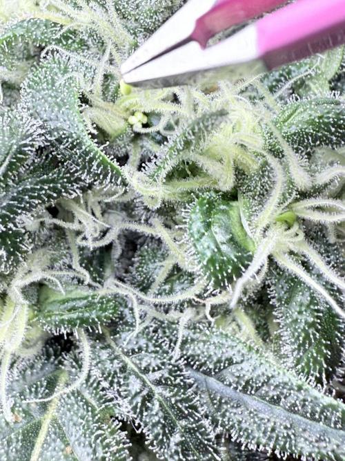 🥦 Sticky Broccoli  —  EGC 2026 🥦. Week 12