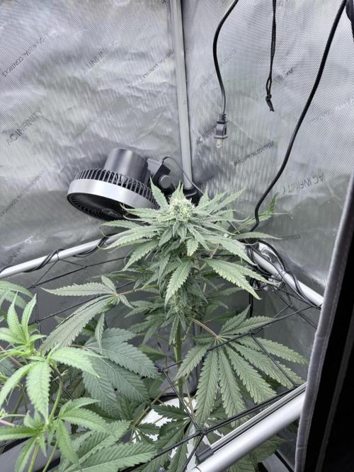 🥦 Sticky Broccoli  —  EGC 2026 🥦. Week 12