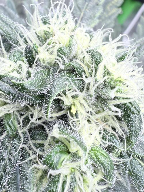 🥦 Sticky Broccoli  —  EGC 2026 🥦. Week 12