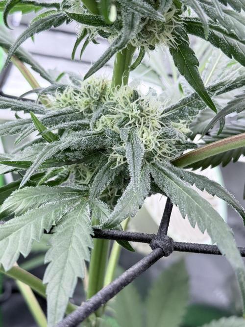 🥦 Sticky Broccoli  —  EGC 2026 🥦. Week 12