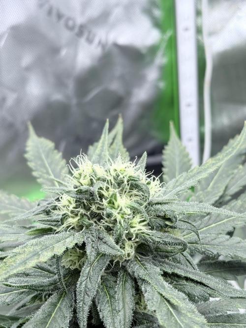 🥦 Sticky Broccoli  —  EGC 2026 🥦. Week 12