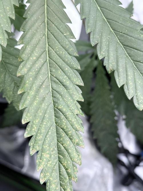 🥦 Sticky Broccoli  —  EGC 2026 🥦. Week 12