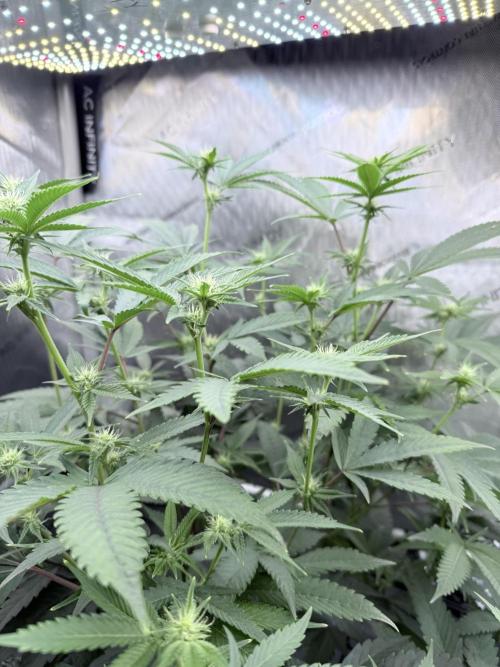 Legendary Larry (DOJA x Swamp Boys) #4. Week 4