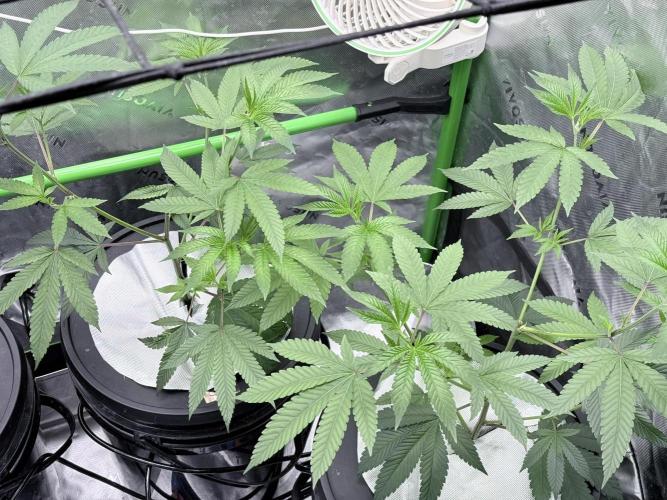 Grape Gas (Compound x Cannarado) #4. Week 2