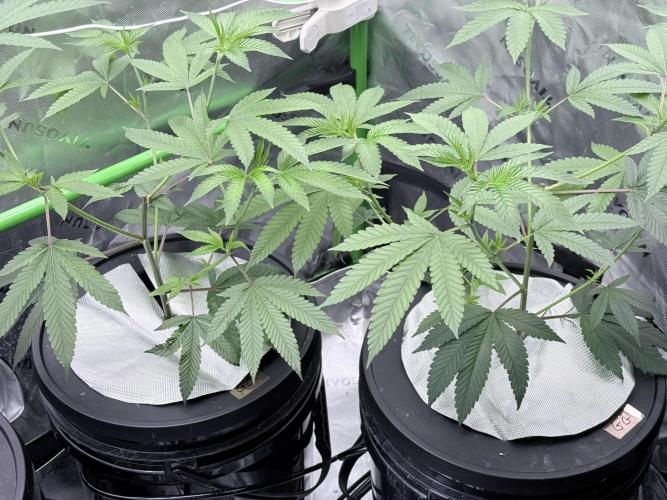 Grape Gasoline. Week 2