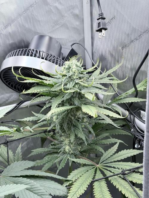 🥦 Sticky Broccoli  —  EGC 2026 🥦. Week 13