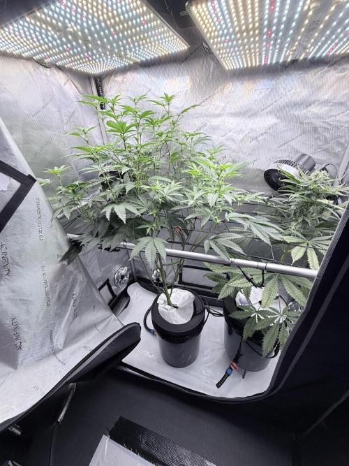 🥦 Sticky Broccoli  —  EGC 2026 🥦. Week 13