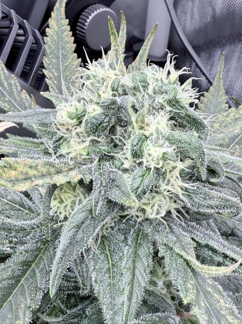 🥦 Sticky Broccoli  —  EGC 2026 🥦. Week 13