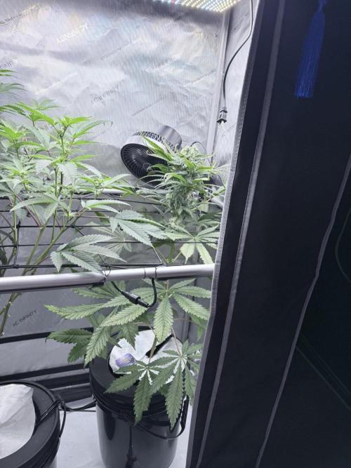 🥦 Sticky Broccoli  —  EGC 2026 🥦. Week 13