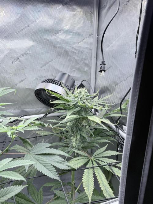 🥦 Sticky Broccoli  —  EGC 2026 🥦. Week 13