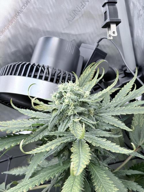 🥦 Sticky Broccoli  —  EGC 2026 🥦. Week 13
