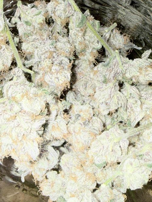 Legendary Larry (DOJA x Swamp Boys) #3. Week 10