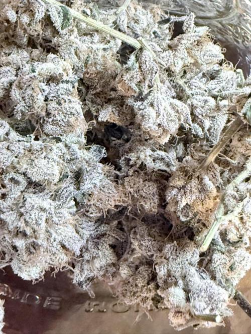 Legendary Larry (DOJA x Swamp Boys) #3. Week 10