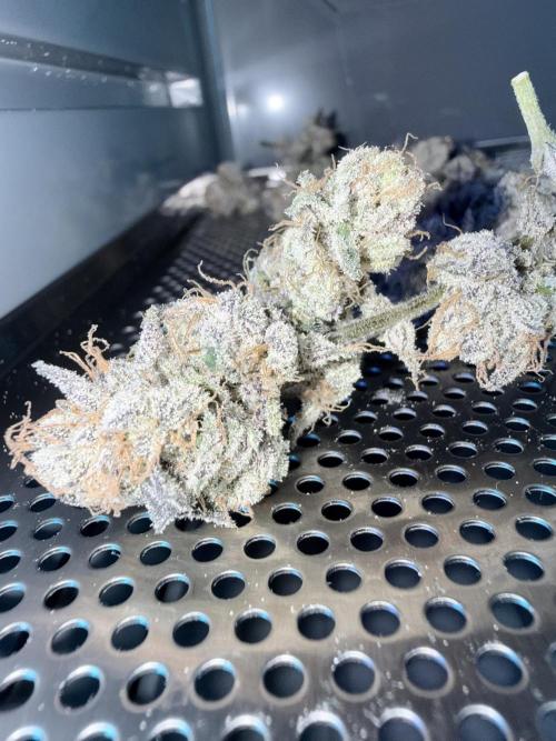 Legendary Larry (DOJA x Swamp Boys) #3. Week 10
