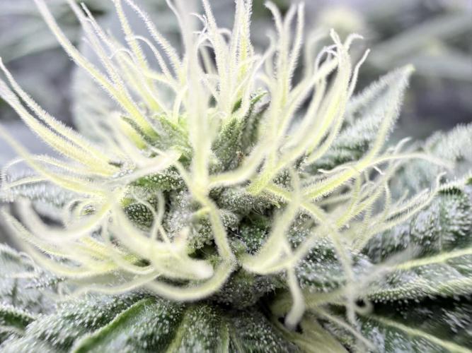 Legendary Larry (DOJA x Swamp Boys) #4. Week 5