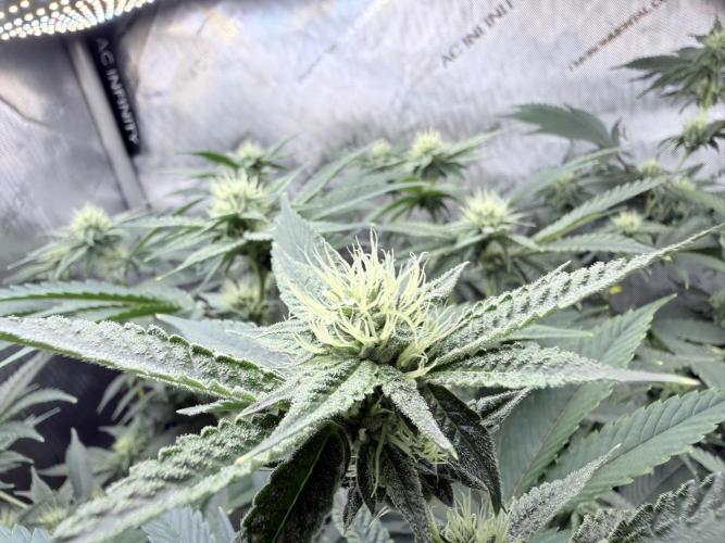 Legendary Larry (DOJA x Swamp Boys) #4. Week 5