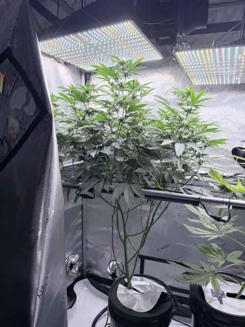 Legendary Larry (DOJA x Swamp Boys) #4. Week 5