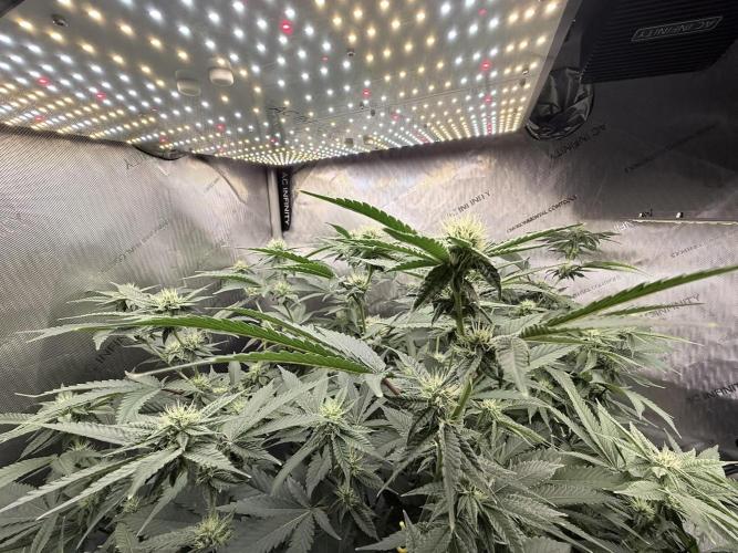 Legendary Larry (DOJA x Swamp Boys) #4. Week 5