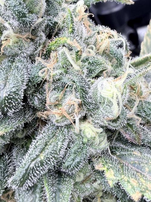 🥦 Sticky Broccoli  —  EGC 2026 🥦. Week 14